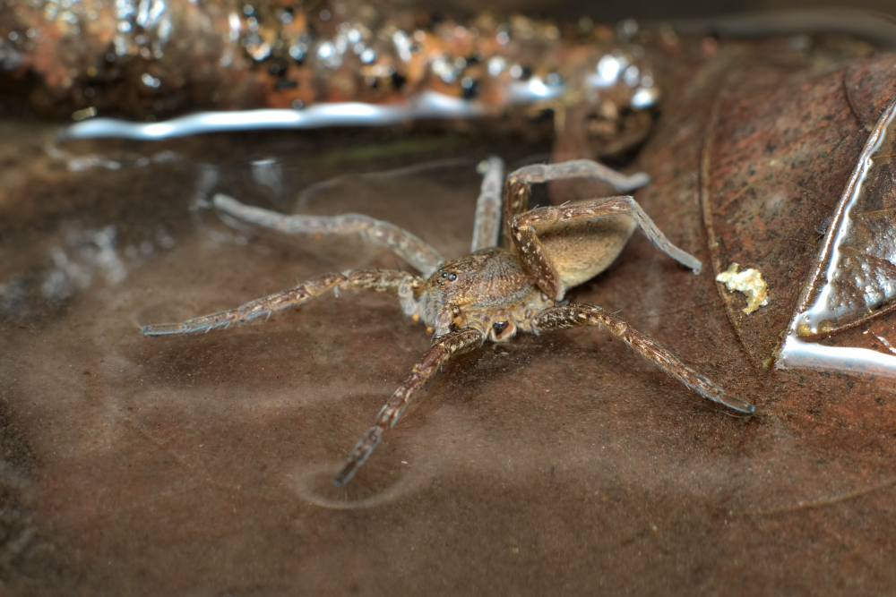 A fen raft spider demonstrating how some spiders can use hairs on their body to skate the surface of water. A fen raft spider demonstrating how some spiders can use hairs on their body to skate the surface of water.